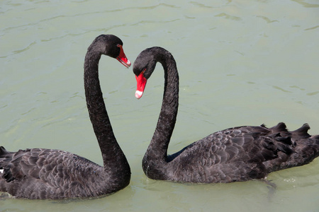 两只黑天鹅两只黑天鹅创造了一个心形照片