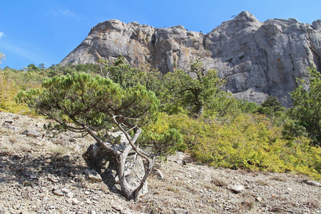 美丽的自然在山 Socol 索科尔 猎鹰 在克里米亚