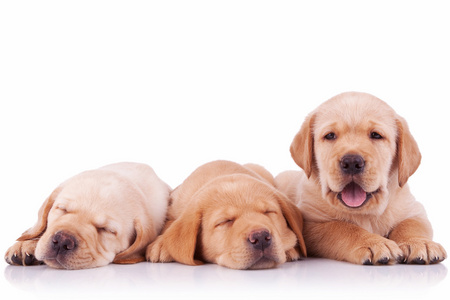 累了的小狗三个可爱的拉布拉多犬小狗照片