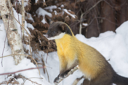 白色黄鼠狼图片