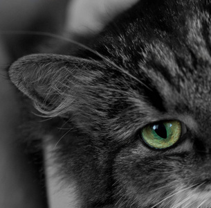 这只猫有绿色的眼睛。除了眼睛外, 图像是黑白相间的。