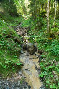 瑞士劳特布龙嫩区穆伦附近的森林美丽的山溪