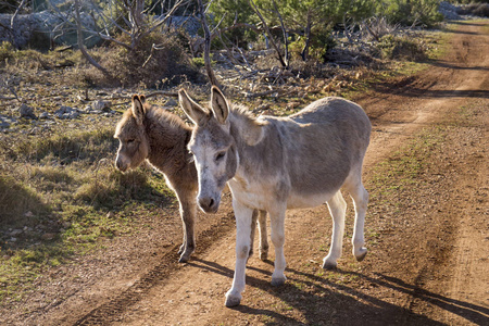灰色的雌驴和棕色的小马驹在维多娃戈拉, 在克罗地亚的岛屿小岛上照片
