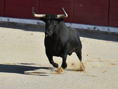 西班牙斗牛在西班牙斗牛场