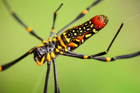 巨型 Woodspider蜘蛛 pilipes, 来自东南亚森林和林地的大型彩色蜘蛛