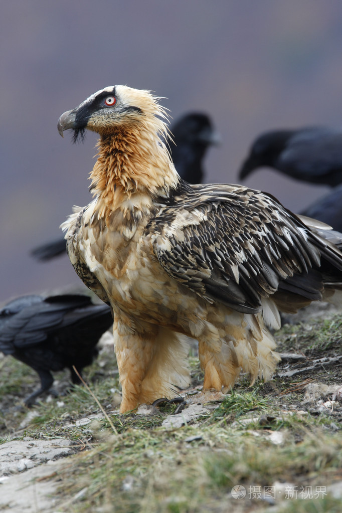 lammergeier 或 lammergeyer 或胡兀鹫照片-正版商用图片06k301-摄图