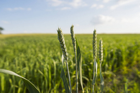 成熟的耳朵小麦.农业.天然产品照片