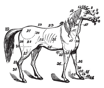 马是菲拉斯的两个现存亚种之一, 复古线条画或雕刻插图