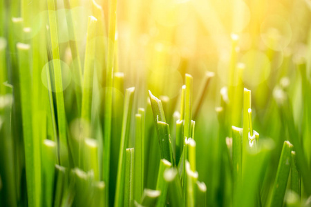 绿色草领域草甸为背景与太阳特写宏观