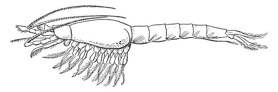 虾属于子类 Malacostraca, 复古线条画或雕刻插图