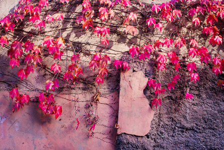 异叶异叶爬山虎照片