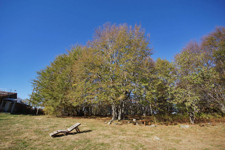 保加利亚索非亚城市 Vitosha 山黄树秋季景观