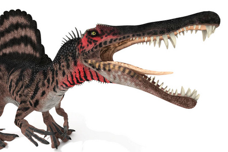 spinosaurus 在白色背景3d 图上的角度集