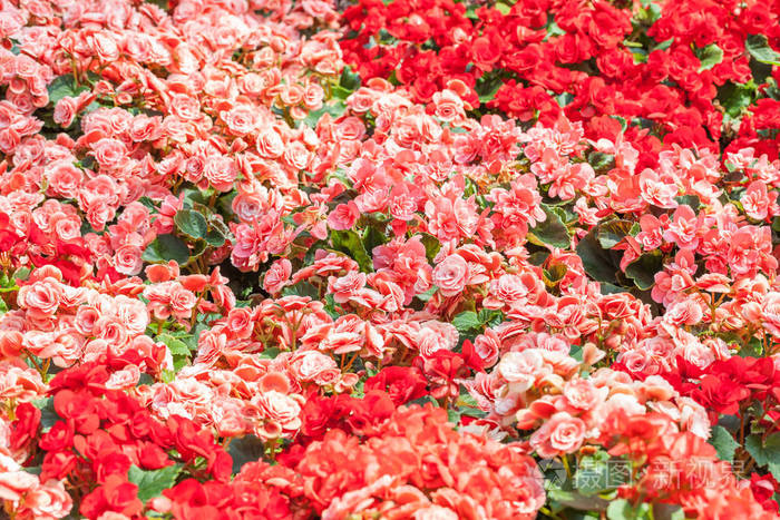照片 红色和粉红色玫瑰的封面.花园里的花田.自然背景.jpg