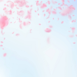 樱花花瓣落下。浪漫粉红色的花朵