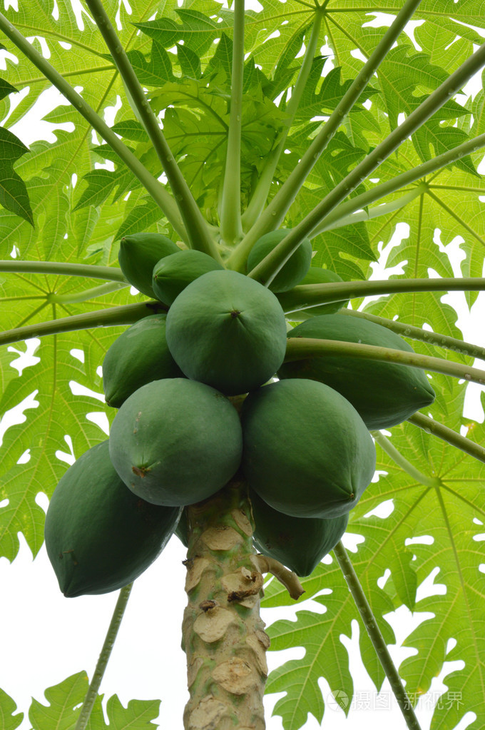 木瓜照片-正版商用图片06kcg7-摄图新视界