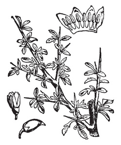 从树上获得特别是没药甘蓝的家庭 burseraceae, 复古线条画或雕刻