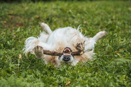 逗人喜爱的有趣的猎犬狗在公园里玩耍树枝