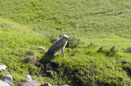 打呵欠的土狼图片
