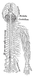 从前面看的神经系统的一部分, 复古线条画或雕刻插图
