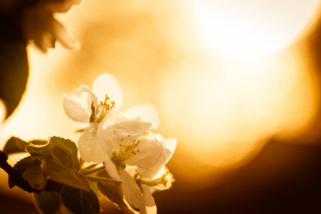美丽盛开的苹果树木那天阳光明媚的春天。软焦点，自然模糊