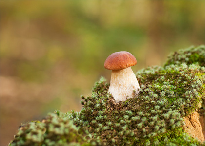 在 moss 中的橡木蘑菇