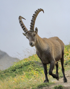 野生高山 ibexsteinbock 肖像