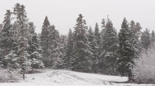 冬天下雪和 acvtually 的松树树