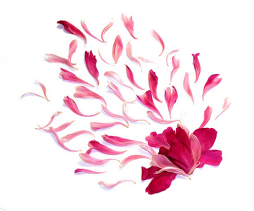 牡丹花瓣图片-牡丹花瓣素材-牡丹花瓣插画-摄图新视界
