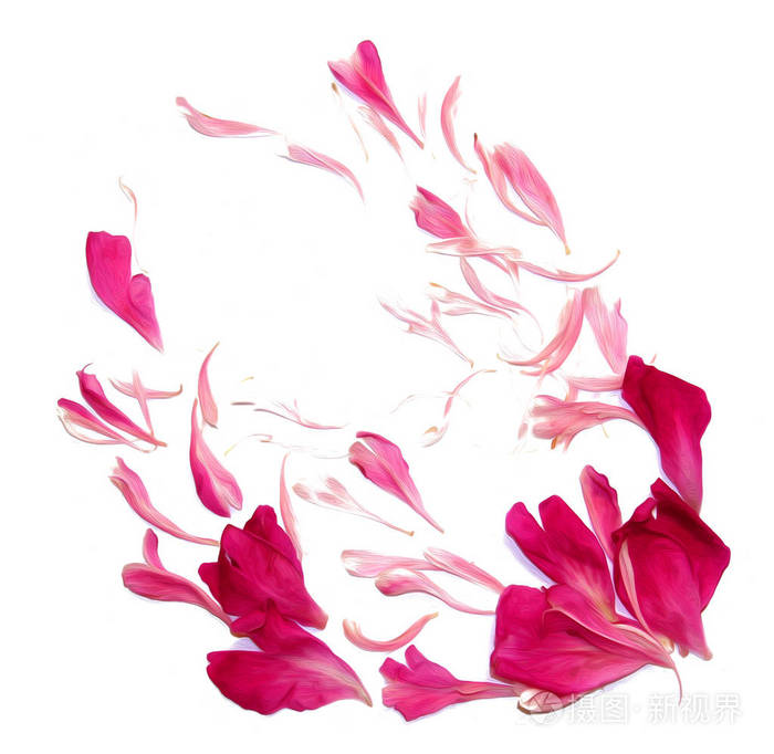 石油画上白色孤立的角度来看牡丹花瓣