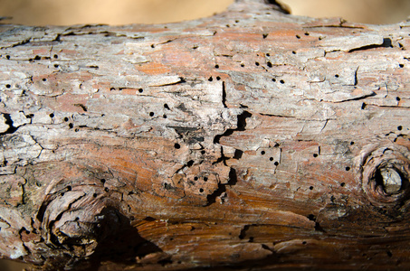 蛀虫木头木蛀虫被破坏木头木蛀虫被破坏木蛀虫被隔绝在白色背景上木