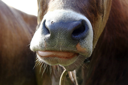 一只年轻的棕色牛的鼻子和嘴巴
