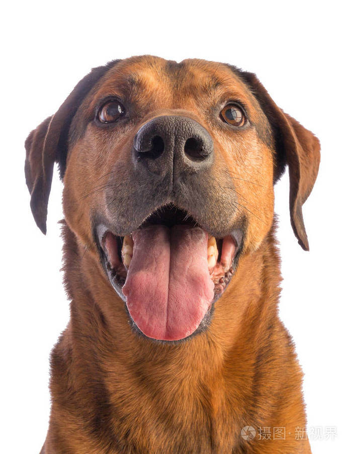 短头发棕色大狗