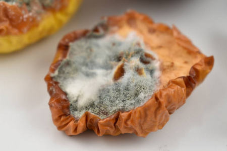 在盘子上发霉的水果.腐烂的苹果和白色的背景照片