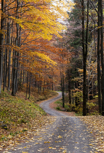 秋季森林路
