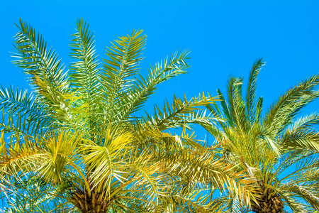 椰树, 在明亮万里无云的蓝天背景下有椰子枝