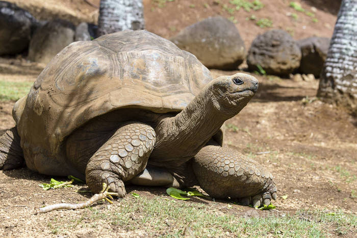 巨龟毛里求斯岛dipsochelys柏靠得很近