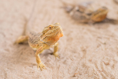 蜕皮的蜥蜴图片