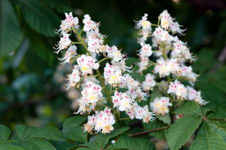 Flower horse chestnut Asculus