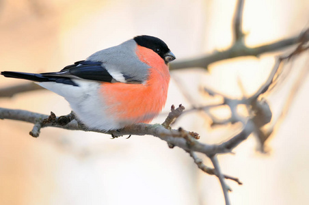 欧亚 共同 bullfinch Pyrrhula Pyrrhula 遇见黎明, 坐在树枝上