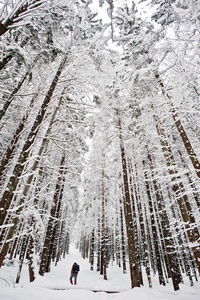 在喀尔巴阡山被雪覆盖的松树的人。漂亮