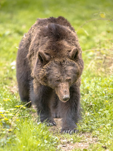 欧洲棕熊 厄休斯 arctos 正面看法。这是分布最广的熊, 在欧亚大陆北部和北美洲的大部分地区被发现。