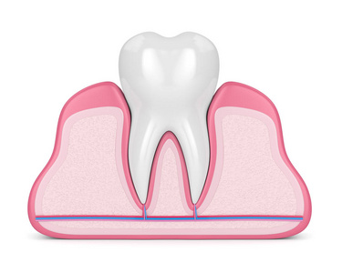 3d. 在牙龈中用神经和血管在白色背景上呈现牙齿