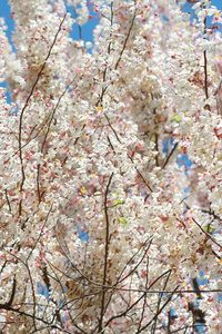 在泰国的粉红白花树