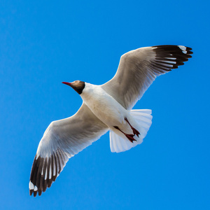 蓝蓝的天空海鸥图片