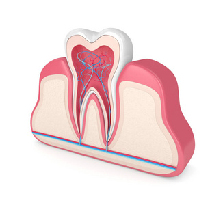 3d. 在牙龈中用神经和血管在白色背景上呈现牙齿