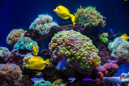 蓝色海底世界背景图片