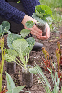 妇女拿着卷心菜幼苗在塑料盆与土壤准备