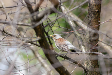 fieldfare 躲在树枝上