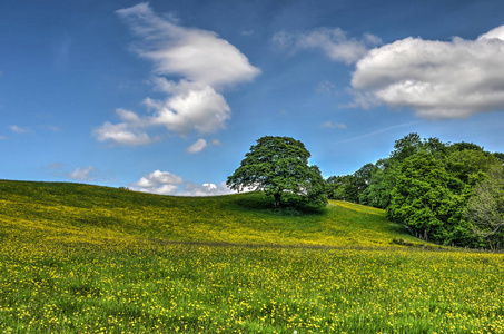 友好的风景在英国的湖区与几棵树, 蓝色天空与一些蓬松的云彩和草甸与绿色草和黄色花在柔和地滚动的小山